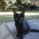 Domestic Shorthaired Cat Cats for sale in Jacksonville, FL, USA. price: NA