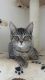Domestic Shorthaired Cat Cats for sale in Atlanta, GA, USA. price: NA