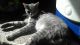 Domestic Shorthaired Cat Cats for sale in Evansville, IN, USA. price: NA