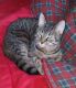Domestic Shorthaired Cat Cats for sale in Madison, ME 04950, USA. price: NA