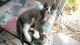 Domestic Shorthaired Cat Cats for sale in Salt Lake City, UT, USA. price: NA