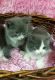 Domestic Shorthaired Cat Cats for sale in Norwalk, CA, USA. price: NA