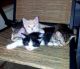 Domestic Shorthaired Cat Cats for sale in Concord, CA, USA. price: NA