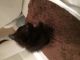 Domestic Shorthaired Cat Cats for sale in 1623 S Cooper St, Arlington, TX 76010, USA. price: NA
