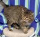 Domestic Shorthaired Cat Cats for sale in Gig Harbor, WA, USA. price: NA