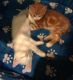 Domestic Shorthaired Cat Cats for sale in Berea, KY, USA. price: NA