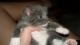 Domestic Shorthaired Cat Cats for sale in Glen Burnie, MD 21061, USA. price: NA