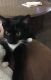 Domestic Shorthaired Cat Cats for sale in The Villages, FL, USA. price: NA