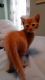 Domestic Shorthaired Cat Cats for sale in 345 Parducci Trail, Atlanta, GA 30349, USA. price: NA