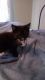 Domestic Shorthaired Cat Cats for sale in 345 Parducci Trail, Atlanta, GA 30349, USA. price: NA