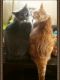 Domestic Shorthaired Cat Cats for sale in New Kent, VA 23124, USA. price: NA