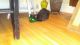 Domestic Shorthaired Cat Cats for sale in Akron, OH, USA. price: NA