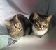 Domestic Shorthaired Cat Cats for sale in Cincinnati, OH, USA. price: NA