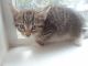 Domestic Shorthaired Cat Cats for sale in Baltimore, MD, USA. price: $100