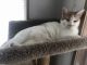 Domestic Shorthaired Cat Cats for sale in Cedar Springs, MI 49319, USA. price: NA