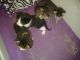 Domestic Shorthaired Cat Cats for sale in Theodore, AL 36582, USA. price: NA