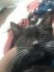 Domestic Shorthaired Cat Cats for sale in East Compton, CA 90221, USA. price: NA