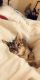 Domestic Shorthaired Cat Cats for sale in Newport News, VA 23608, USA. price: NA