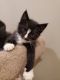 Domestic Shorthaired Cat Cats for sale in Sedalia, CO 80135, USA. price: NA