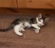 Domestic Shorthaired Cat Cats for sale in Sedalia, CO 80135, USA. price: NA