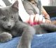 Domestic Shorthaired Cat Cats for sale in Kendall, FL, USA. price: $30