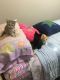 Domestic Shorthaired Cat Cats for sale in Drumore, PA 17518, USA. price: NA