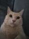 Domestic Shorthaired Cat Cats for sale in Biltmore Lake, NC 28715, USA. price: NA