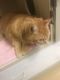 Domestic Shorthaired Cat Cats for sale in Ewing Township, NJ, USA. price: $40
