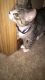 Domestic Shorthaired Cat Cats for sale in Warren, OH, USA. price: $200