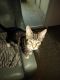 Domestic Shorthaired Cat Cats for sale in Gresham, OR, USA. price: $100