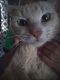 Domestic Shorthaired Cat Cats for sale in Biltmore Lake, NC 28715, USA. price: NA