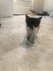 Domestic Shorthaired Cat Cats for sale in Oklahoma City, OK, USA. price: $50