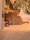 Domestic Shorthaired Cat Cats for sale in Village of Clarkston, MI 48346, USA. price: NA
