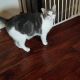 Domestic Shorthaired Cat Cats for sale in 14825 Telluride St, Summerset, SD 57769, USA. price: $50