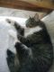 Domestic Shorthaired Cat Cats for sale in Brooklyn Park, MN, USA. price: NA