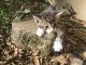 Domestic Shorthaired Cat Cats for sale in Gaylesville, AL 35973, USA. price: NA