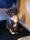 Domestic Shorthaired Cat Cats for sale in SKOK, WA 98584, USA. price: NA
