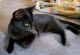 Domestic Shorthaired Cat Cats for sale in SKOK, WA 98584, USA. price: NA