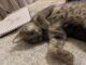 Domestic Shorthaired Cat Cats for sale in 406 S Brewster Rd, Vineland, NJ 08361, USA. price: NA