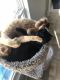 Domestic Shorthaired Cat Cats for sale in Grovetown, GA 30813, USA. price: NA