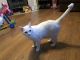 Domestic Shorthaired Cat Cats for sale in Georgetown, TX, USA. price: NA