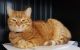 Domestic Shorthaired Cat Cats for sale in Loveland, CO, USA. price: NA