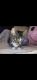 Domestic Shorthaired Cat Cats for sale in Rochester, NY, USA. price: $350