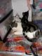 Domestic Shorthaired Cat Cats for sale in Aurora, CO 80011, USA. price: NA