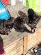 Domestic Shorthaired Cat Cats for sale in Dyer, TN 38330, USA. price: NA