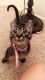 Domestic Shorthaired Cat Cats for sale in Rancho Cucamonga, CA, USA. price: $130
