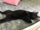 Domestic Shorthaired Cat Cats for sale in Englewood, FL, USA. price: NA
