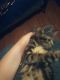 Domestic Shorthaired Cat Cats for sale in Henderson, KY 42420, USA. price: NA