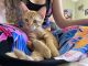 Domestic Shorthaired Cat Cats for sale in Cypress, CA 90630, USA. price: $60