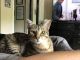 Domestic Shorthaired Cat Cats for sale in Hermitage, Nashville, TN, USA. price: NA